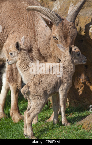 Barbary Sheep or Aoudad (Ammotragus lervia).). Ewe or female with twin lambs or young. Foto Stock