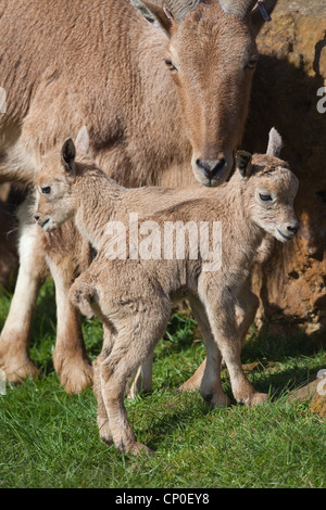 Mufloni o Aoudad (Ammotragus lervia).). Pecora o femmina con twin agnelli o giovani. Foto Stock