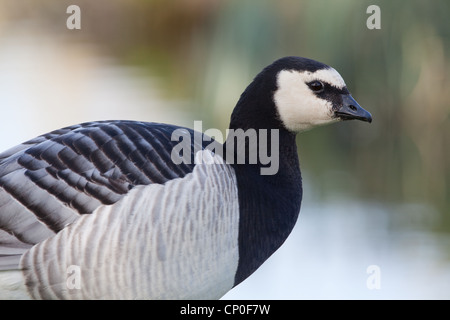 Barnacle Goose (Branta leucopsis). Ritratto. Piumaggio dettaglio. Foto Stock