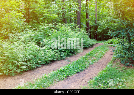 Piccola strada rurale in esecuzione attraverso estate verde foresta su una giornata di sole possono utilizzare come sfondo Foto Stock