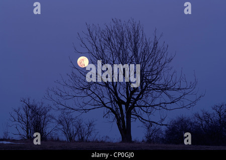 Albero solitario e luna piena - Scena notturna Foto Stock