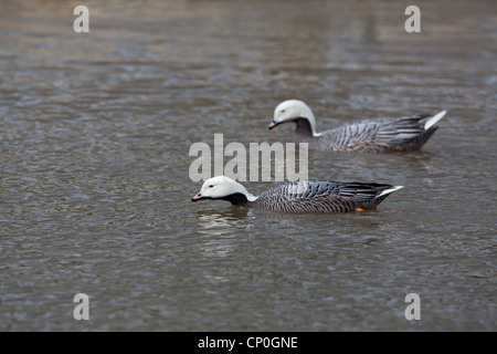 L'imperatore oche (Anser canagicus). Coppia sull'acqua. Foto Stock