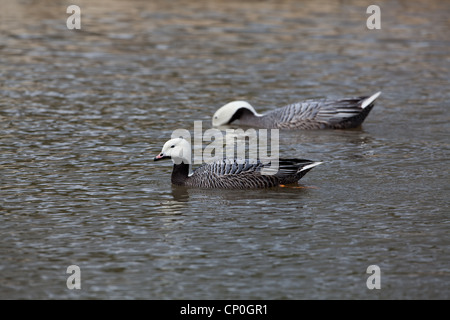 L'imperatore oche (Anser canagicus). Coppia sull'acqua. Foto Stock