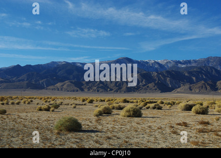 Macchie verdi su high desert con montagne bianche, Nevada Foto Stock