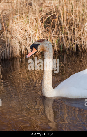 Cigno (Cygnus olor). Mostra colore arancio di ferro per la colorazione del piumaggio sulla testa. Norfolk Broads. Foto Stock