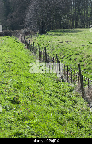 Ha-Ha; nascosta linea di recinzione in un fossato asciutto. Hethersett, Norfolk. Offre vista ininterrotta attraverso il paesaggio di bestiame bovini. Foto Stock