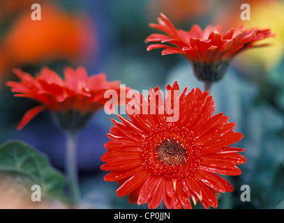 Tre rossi Gerbera o Barberton margherite (Gerbera jamisonii) contro un sfondo multicolore, Pennsylvania, STATI UNITI D'AMERICA Foto Stock