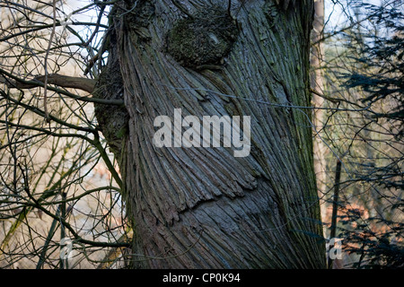 Dolce Castagno (Castanea sativa). Il tronco di un vivere albero maturo che illustra fessure a spirale. Sussex. Foto Stock