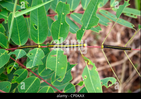 Caterpillar su uno stelo Foto Stock