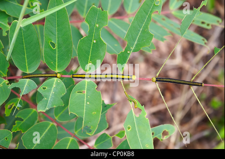 Caterpillar su uno stelo Foto Stock