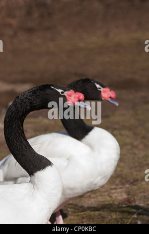 Nero-colli (Swans Cygnus melanocoryphus). Coppia. Sessi simili. sessualmente monomorfo. Nativo di Sud America meridionale. Foto Stock