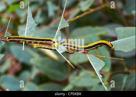 Caterpillar su uno stelo Foto Stock