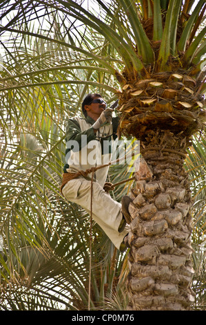 Palm tree rivestimenti chirurgo lascia presso Atlantis Palm Hotel, Palm Jumeirah, Dubai, Emirati Arabi Uniti Foto Stock