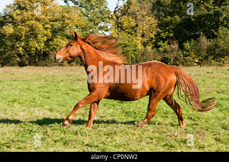 Castagna cavallo purosangue al galoppo in un campo in una giornata di sole. Foto Stock