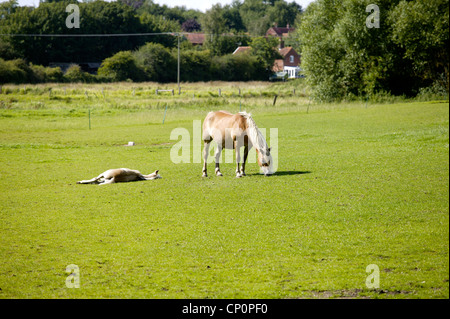 Una vista da un piccolo ponte del "fiume Bure' con i cavalli nel diluvio prato in "North Norfolk' UK Foto Stock