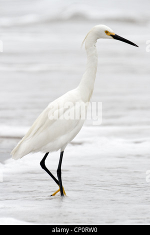 Airone bianco maggiore (Ardea alba), la Spiaggia di Venice, California Foto Stock