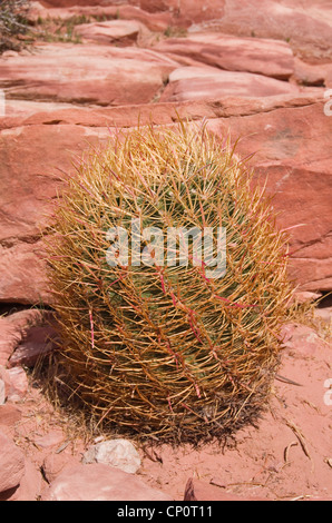 California Barrel Cactus (Ferocactus cylindraceus) cresce nel deserto di pietra arenaria rossa Foto Stock