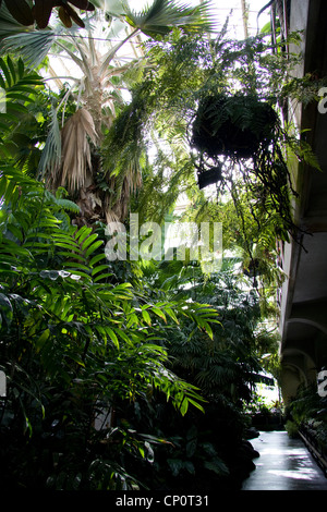 Piante tropicali in casa di vetro, Christchurch Botanic Gardens. Foto Stock