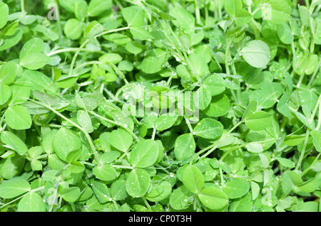 Immagine di sfondo di pisello verde delle foglie con gocce d'acqua Foto Stock