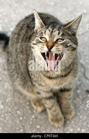 gatto Foto Stock