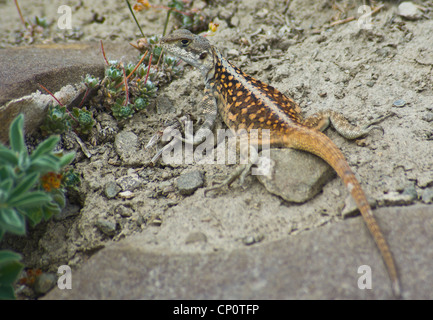 Agama lizard in Ladakh, India Foto Stock