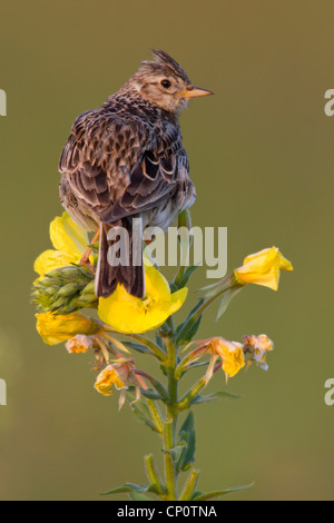 Ritratto di Sky lark seduto su un olio di Evening Primerose campagna Holland Europa Foto Stock