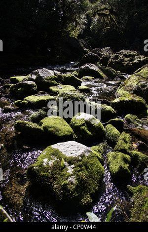 A valle della piscina cristallina, Riwaka rinascita. Foto Stock