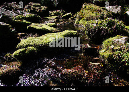 A valle della piscina cristallina, Riwaka rinascita. Foto Stock