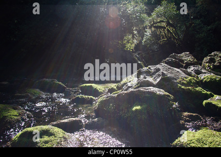 A valle della piscina cristallina, Riwaka rinascita. Foto Stock