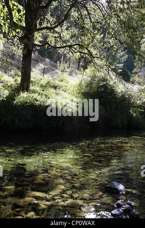 A valle della piscina cristallina, Riwaka rinascita. Foto Stock