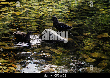 Mandarin anatre a valle della piscina cristallina, Riwaka rinascita. Foto Stock