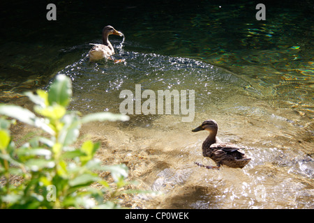 Mandarin anatre a valle della piscina cristallina, Riwaka rinascita. Foto Stock