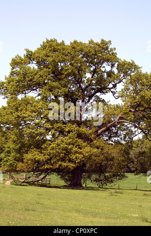 Alberi di quercia molla vicino a Hare Hill Alderley Edge cheshire england Foto Stock