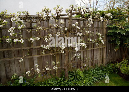 Spalliera pear tree contro una recinzione in primavera, REGNO UNITO Foto Stock