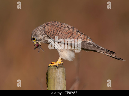 Falco tinnunculus, gheppio con la preda sul montante di alimentazione Foto Stock