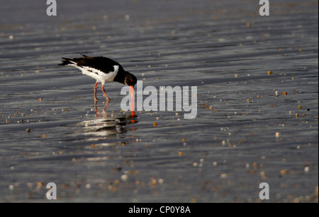 Haematopus, Oyster Catcher rovistando sul tideline sulla spiaggia Marazion Foto Stock