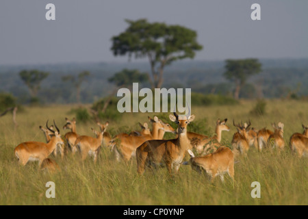 Maschio di Uganda Kob (Kobus kob thomasi) con allevamento di animali femmine e giovani nel Parco Nazionale Queen Elizabeth, Uganda Foto Stock