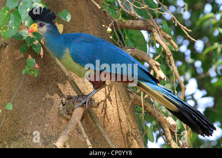 Grande Blue's Turaco (Corythaeola cristata) arroccato nella struttura ad albero, Kampala, Uganda Foto Stock