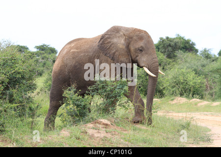 Elefante africano (Loxodonta africana) attraversamento strada in Murchison Falls National Park, Uganda Foto Stock