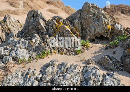 Hottentot fig piante Carpobrotus edulis crescente nella sabbia spazzate nelle rocce. Woolacombe Bay. Foto Stock