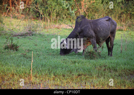 Toro nel santuario degli uccelli di Bhartpur Foto Stock