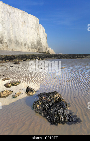 Sette sorelle in East Sussex catturato dalla spiaggia a Cuckmere Haven Foto Stock