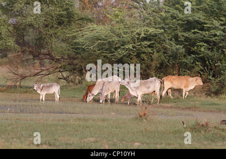 Bestiame nel santuario degli uccelli di Bhartpur Foto Stock