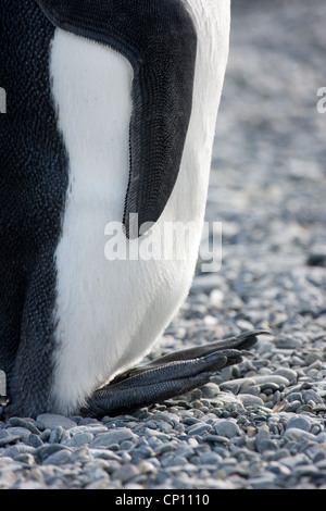 I dettagli dei piedi di un pinguino reale Foto Stock