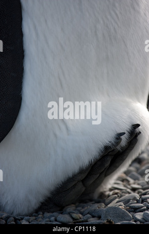 I dettagli dei piedi di un pinguino reale Foto Stock