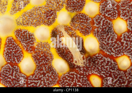 Gamberetti commensali, Periclimenes sp., su una stella di mare, Pentaceraster sp., Sulawesi Indonesia Foto Stock
