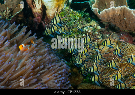 Il Cardinale Banggai pesci, Pterapagon kauderni, riparo sul intorno al magnifico anemone marittimo, Heteractis magnifica Foto Stock