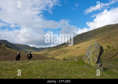 Due Herdwick pecora su Scandale cadde, vicino a Ambleside, Parco Nazionale del Distretto dei Laghi, Cumbria, England Regno Unito Foto Stock