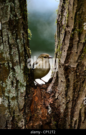 Femmina, fringuello Fringilla coelebs, nella forcella di quercia, West Lothian, Scozia Foto Stock