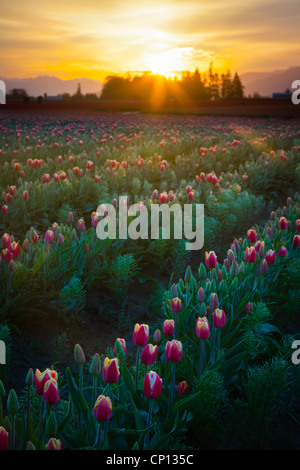 Campi di Tulipani a sunrise in Skagit Valley in Mount Vernon, Washington, durante l'annuale festival del tulipano Foto Stock
